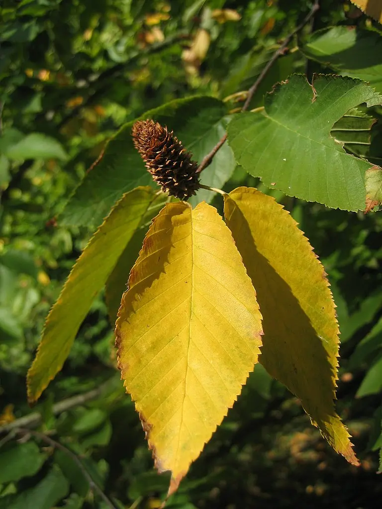 Black / Sweet Birch Seeds