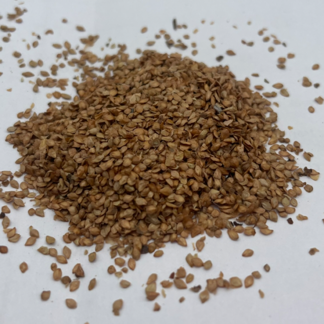 Betula lenta - Black Birch Seeds