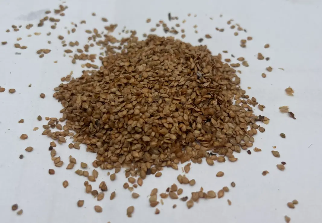 Betula lenta - Black Birch Seeds