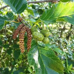 betula-papyrifera-paper-birch-seeds-2.jpg
