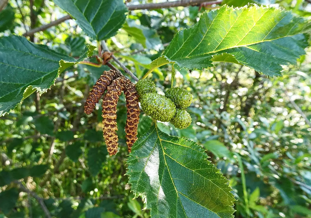 Paper Birch Seeds
