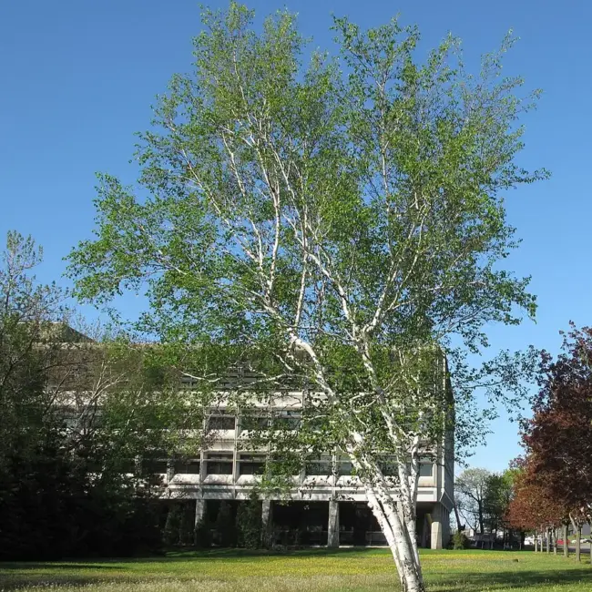 Paper Birch Seeds - Image 2