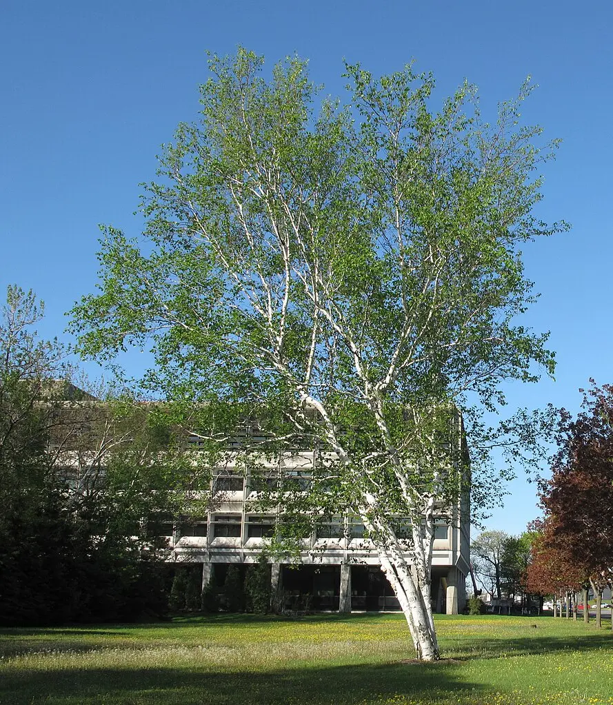 Paper Birch Seeds - Image 2