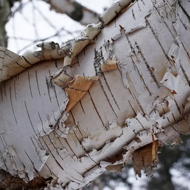 Paper Birch Seeds - Image 3