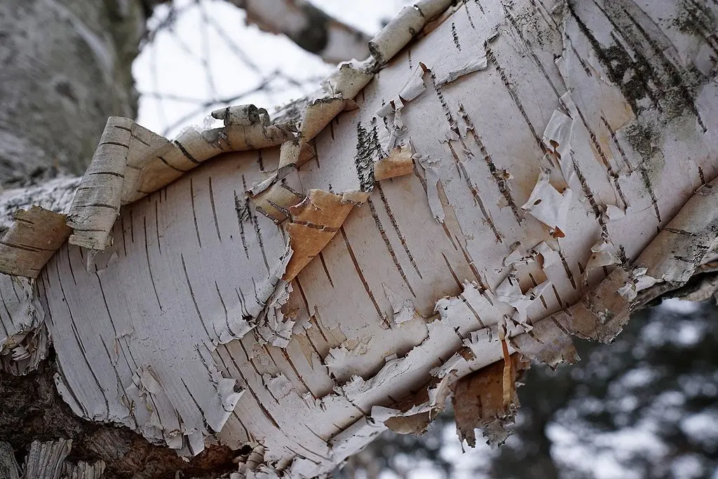 Paper Birch Seeds - Image 3