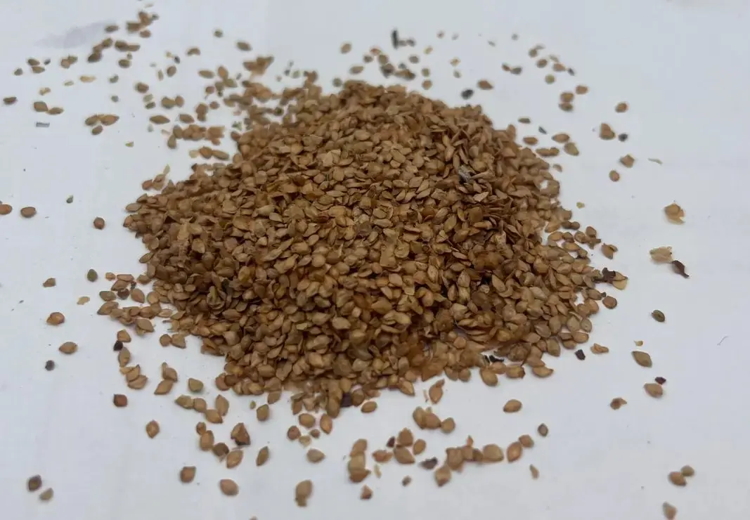 Paper Birch Seeds - Image 4