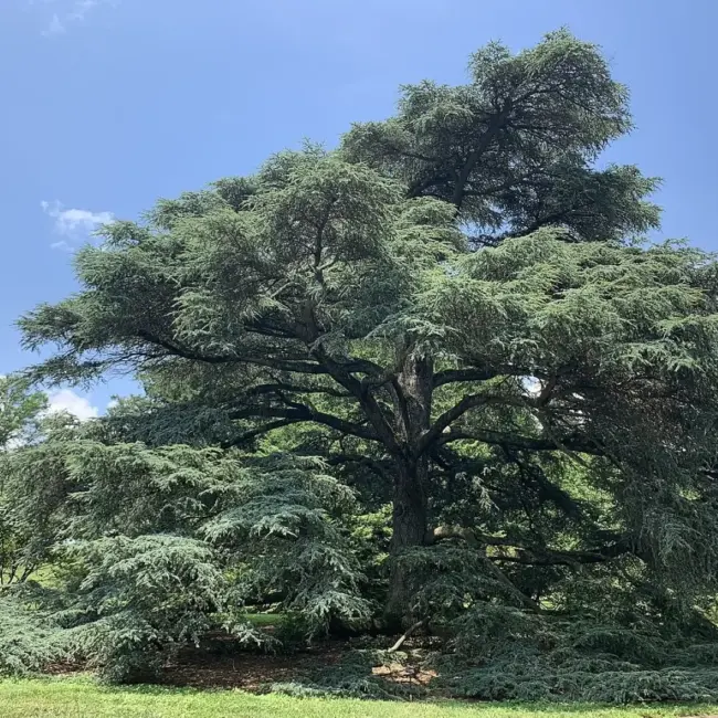 Atlas Cedar Seeds - Image 3