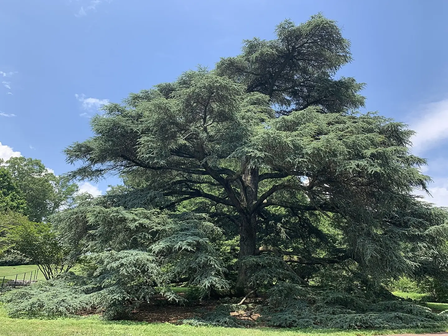 Atlas Cedar Seeds - Image 3