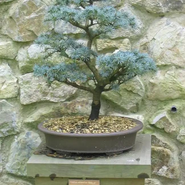 Blue Atlas Cedar Seeds - Image 5