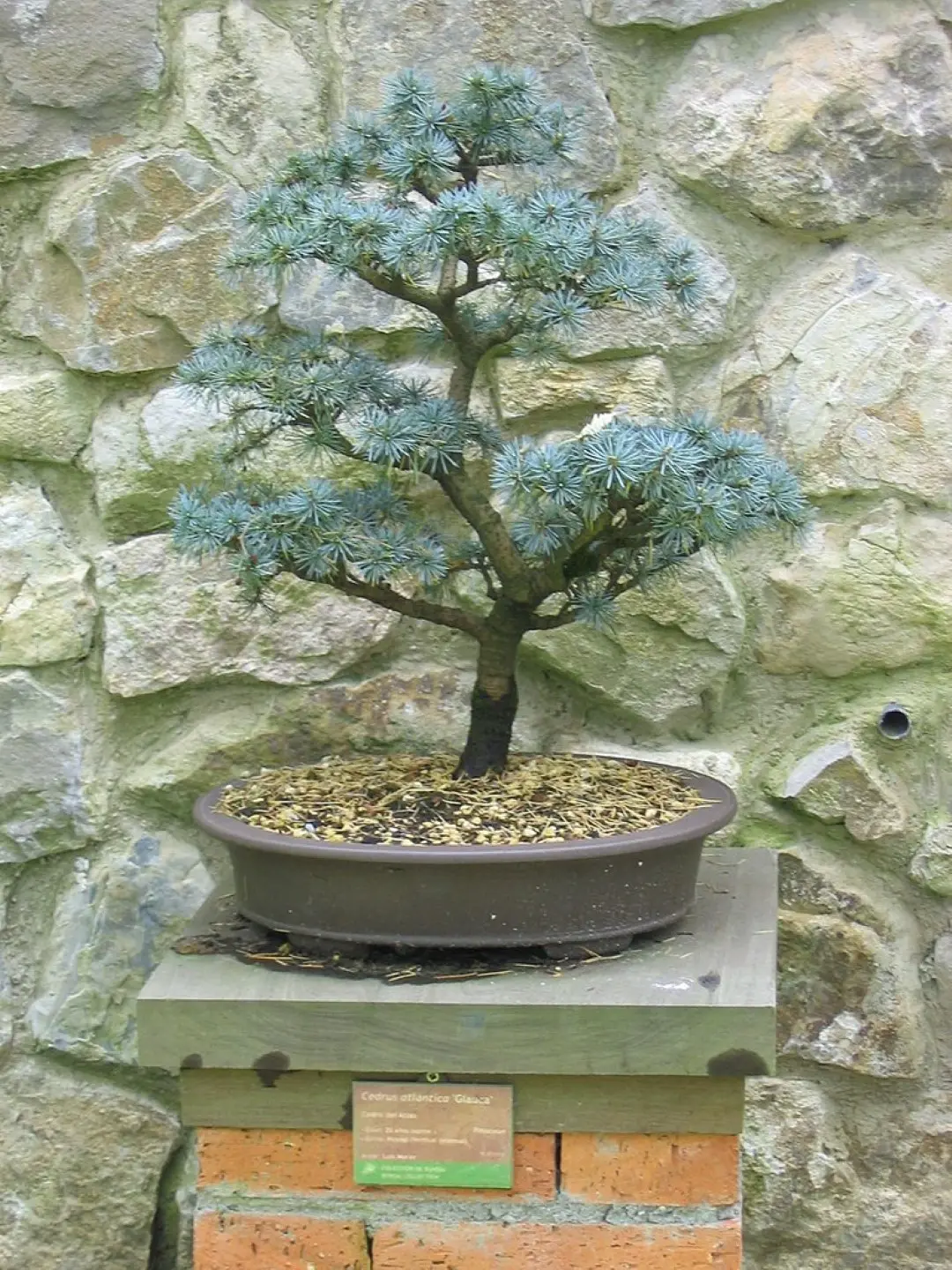 Blue Atlas Cedar Seeds - Image 5