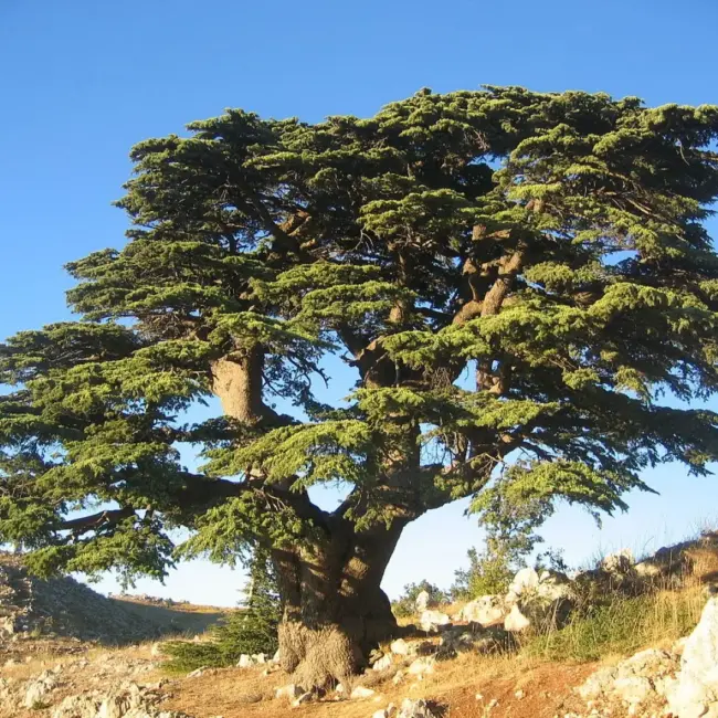 Cedar of Lebanon Tree 40/60cm (3L) - Image 5