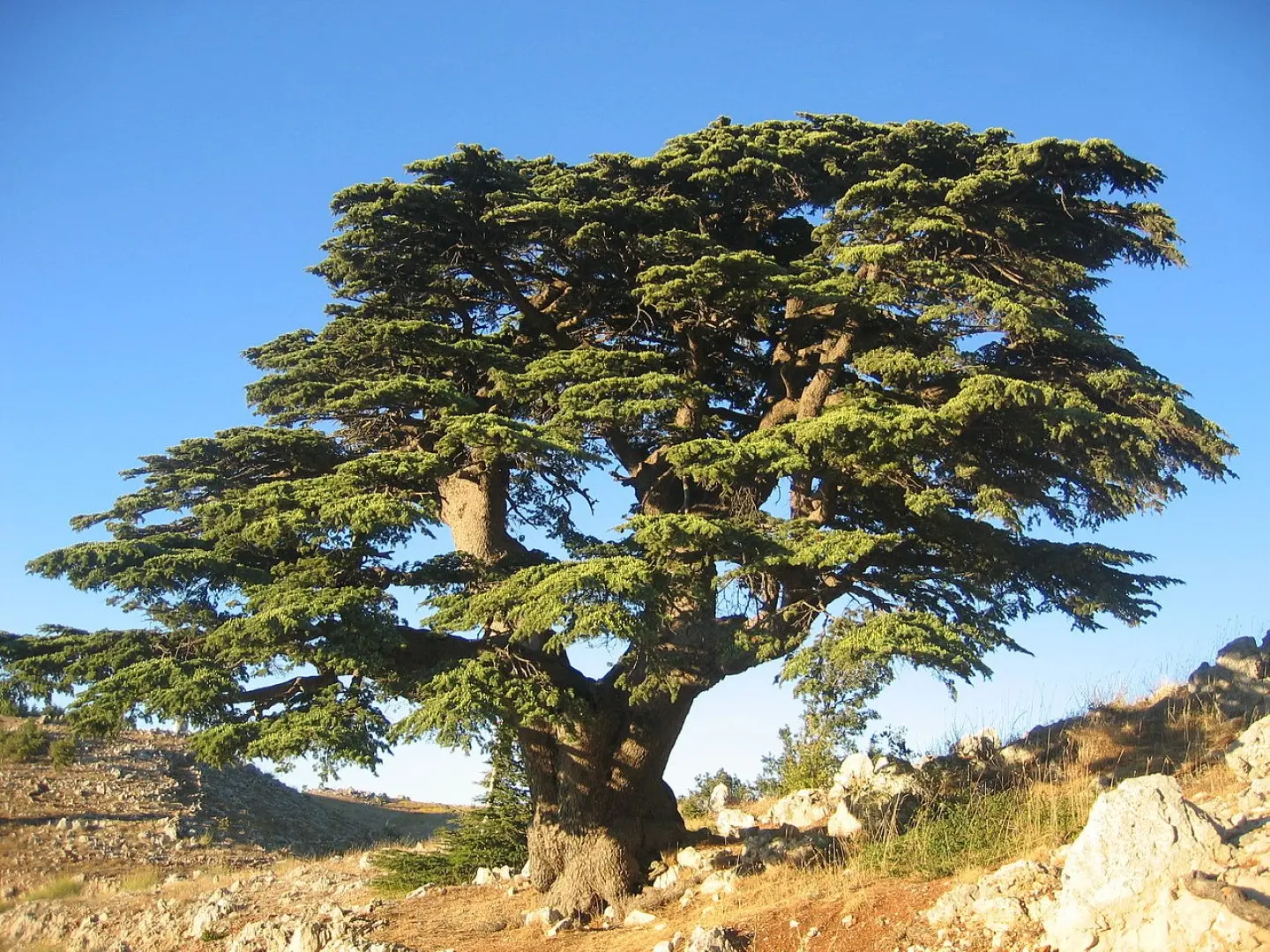 Cedar of Lebanon Tree 20/40cm (2L) - Image 9