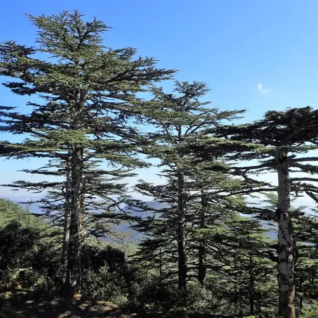Cedar of Lebanon Tree 40/60cm (3L) - Image 6