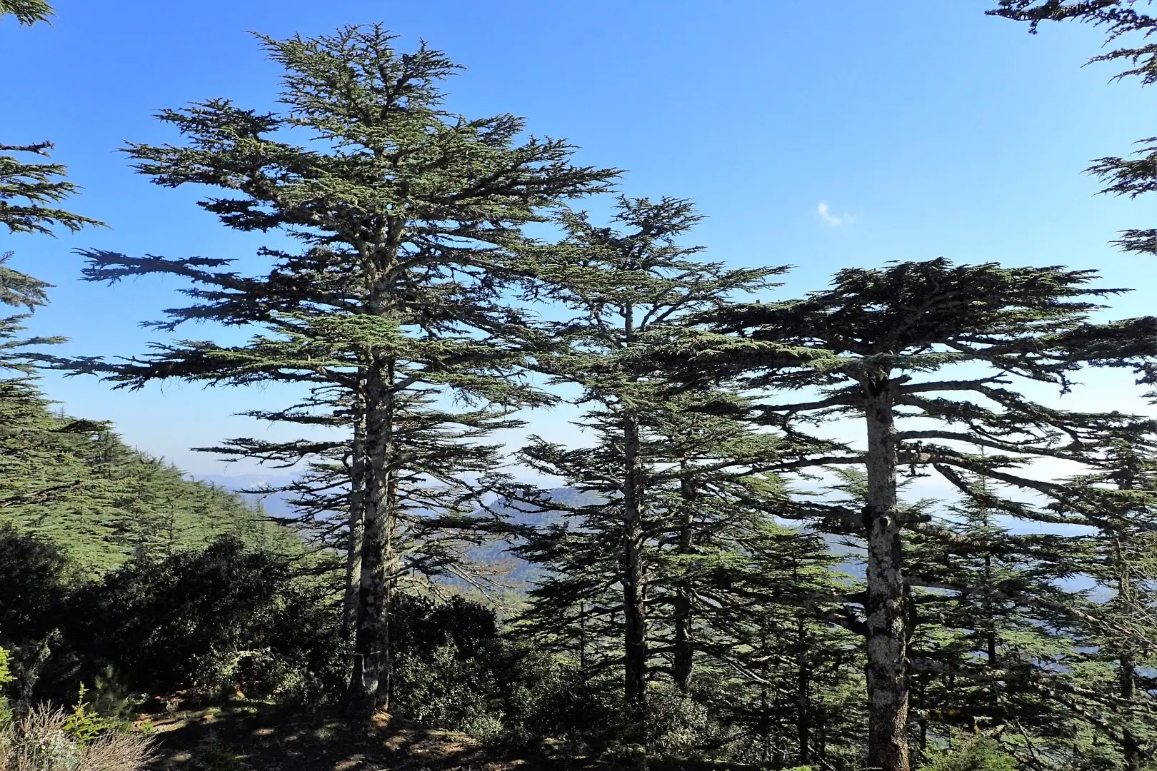 Cedar of Lebanon Tree 20/40cm (2L) - Image 10