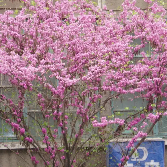 Chinese Redbud Seeds - Image 2