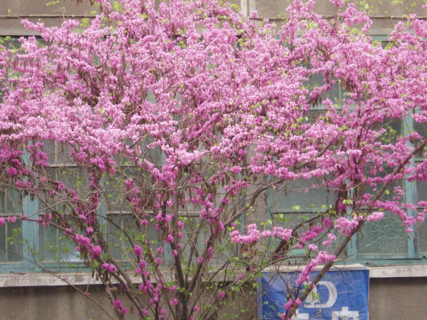 Chinese Redbud Seeds - Image 2