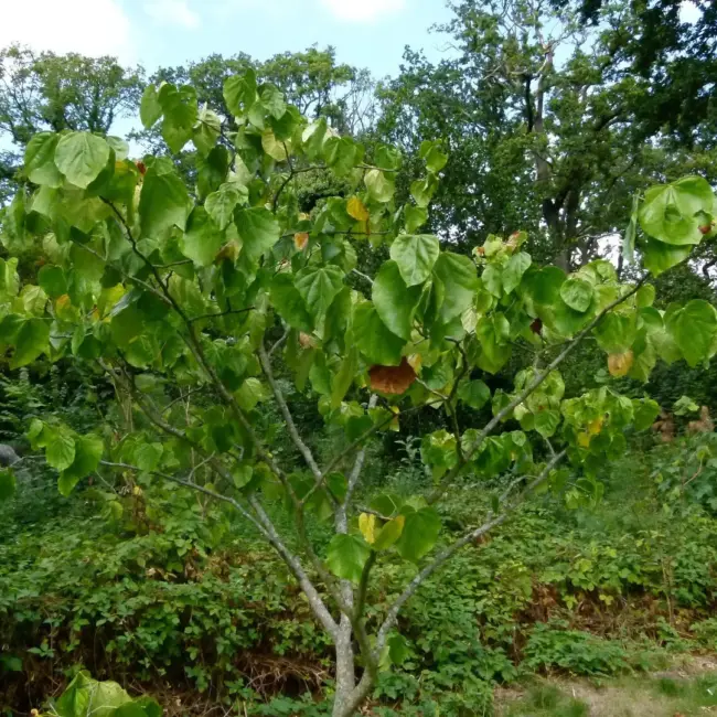 Chinese Redbud Seeds - Image 3