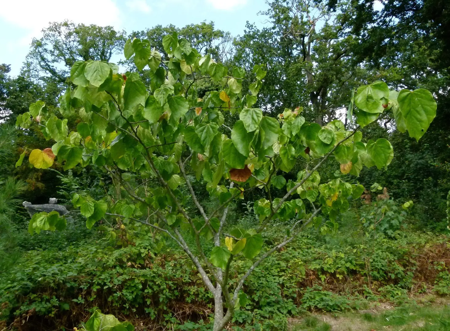 Chinese Redbud Seeds - Image 3