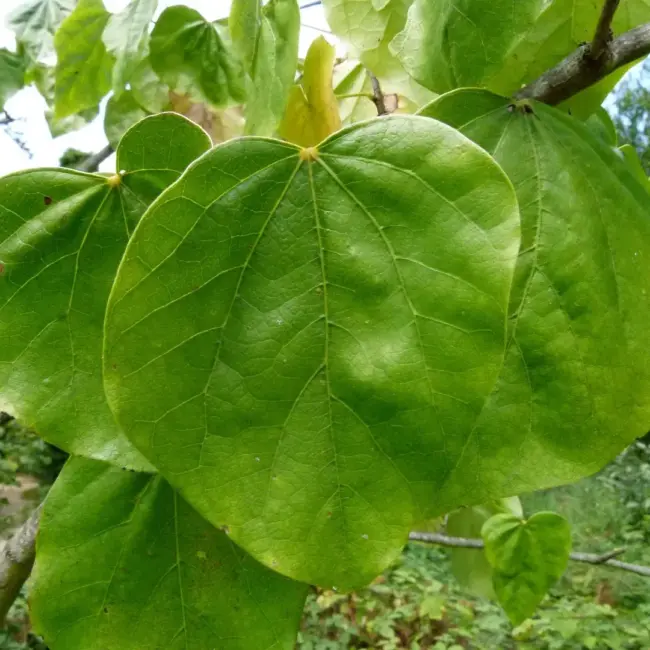 Chinese Redbud Seeds - Image 4