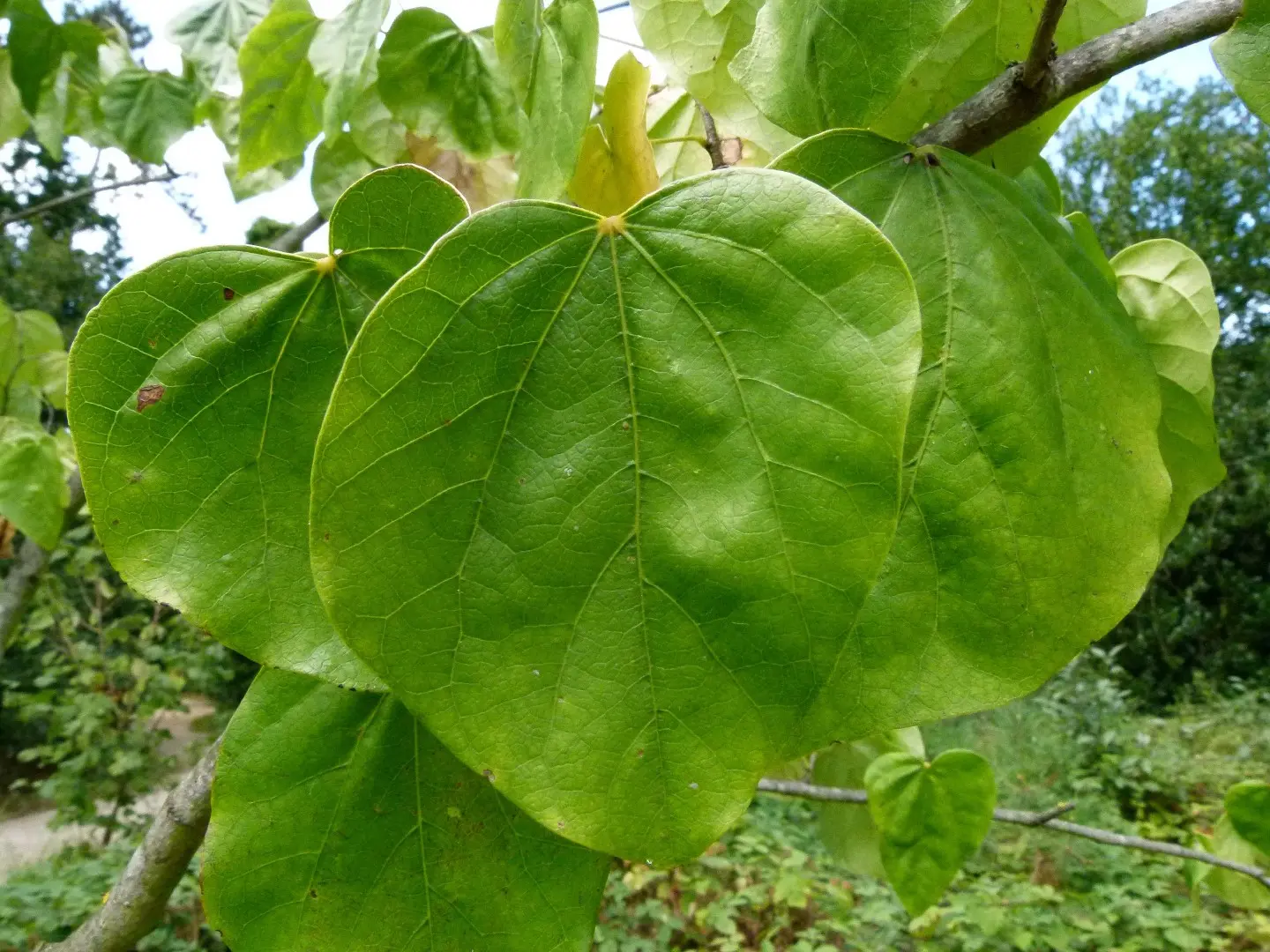 Chinese Redbud Seeds - Image 4