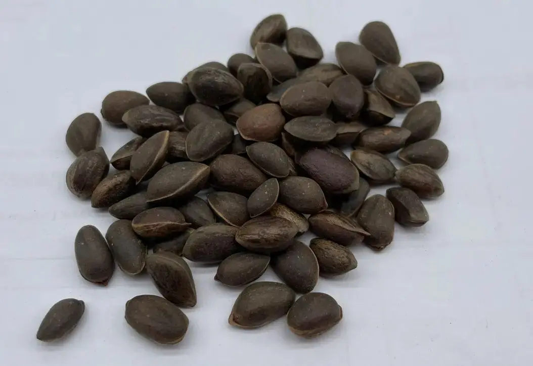 Chinese White Pine Seeds