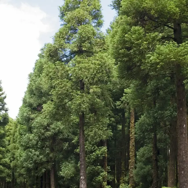 Japanese Cedar Seeds - Image 3