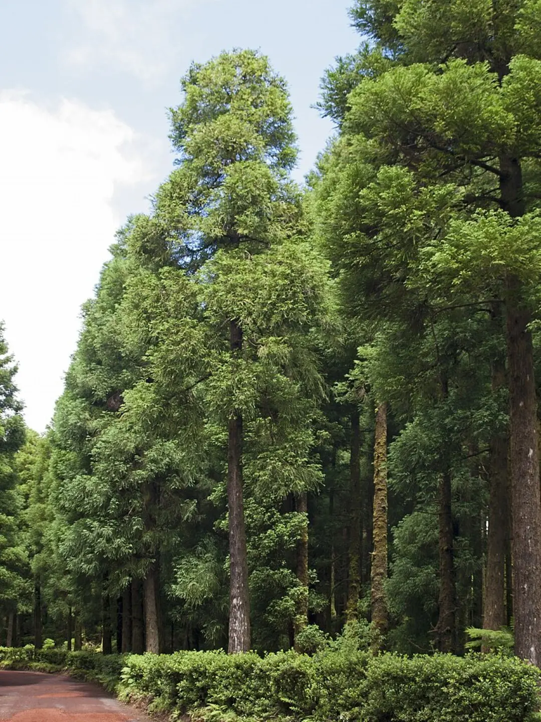 Japanese Red Cedar Seeds - Image 3