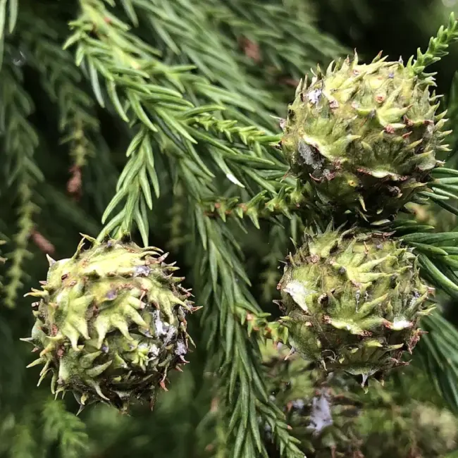 Japanese Cedar Seeds - Image 2