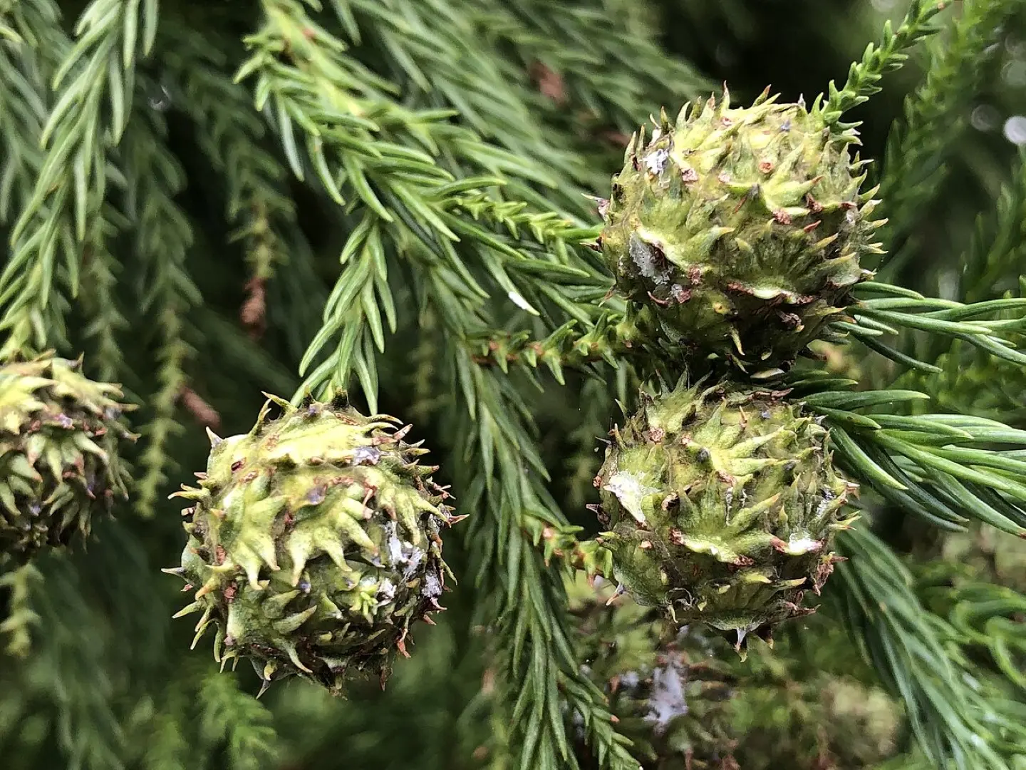 Japanese Red Cedar Seeds - Image 2