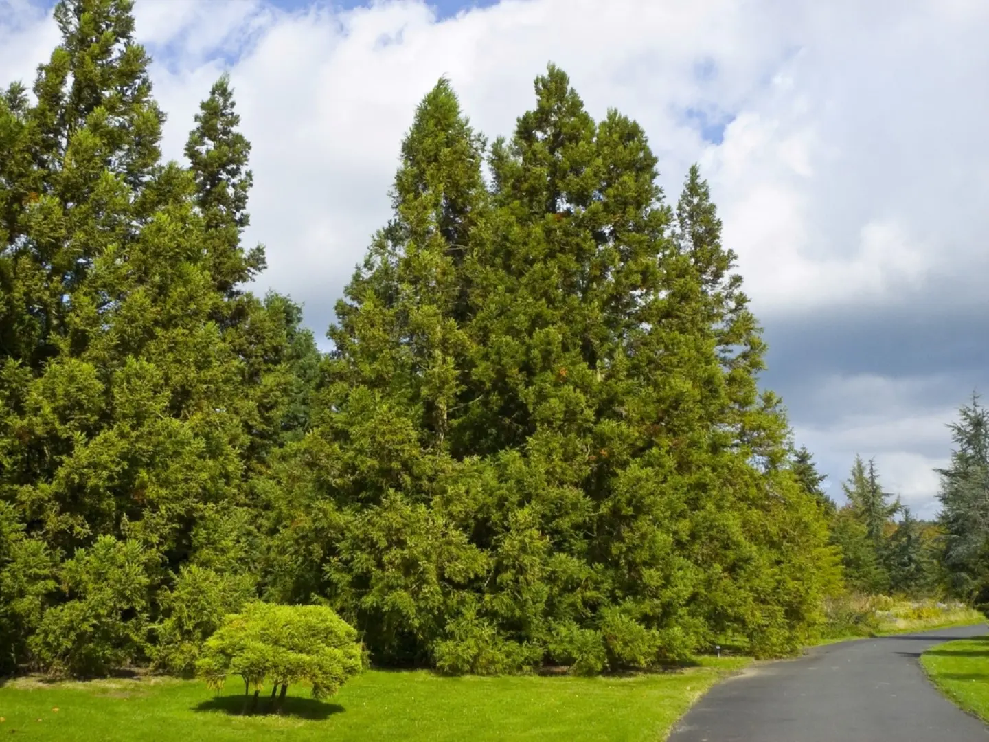 Japanese Red Cedar Seeds - Image 4