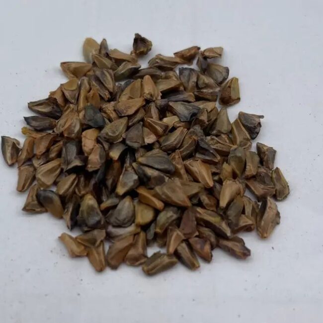 Abies fraseri seeds