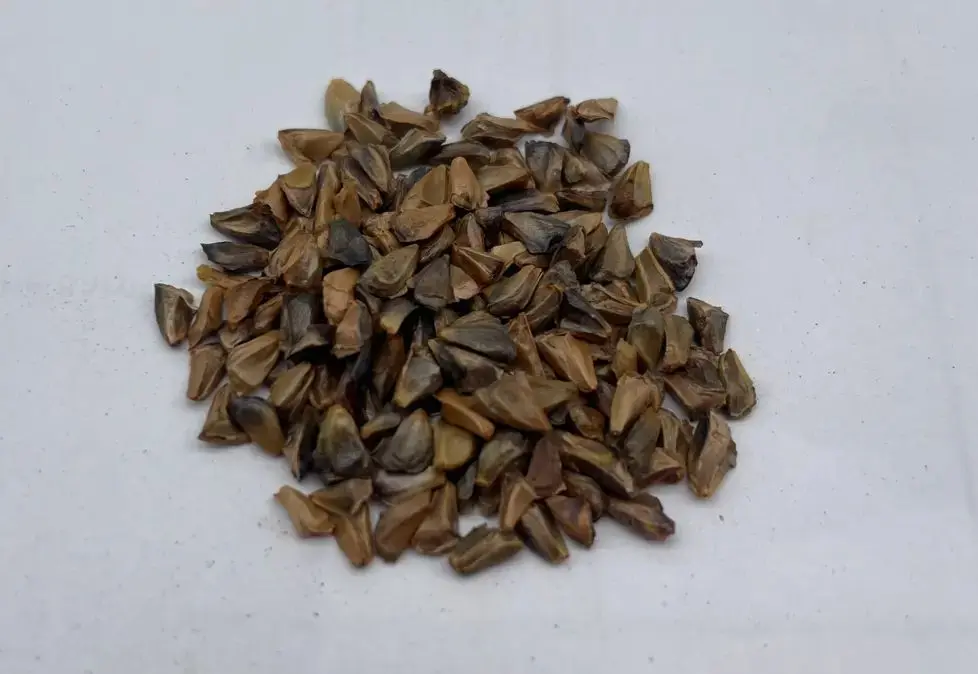 Abies fraseri seeds