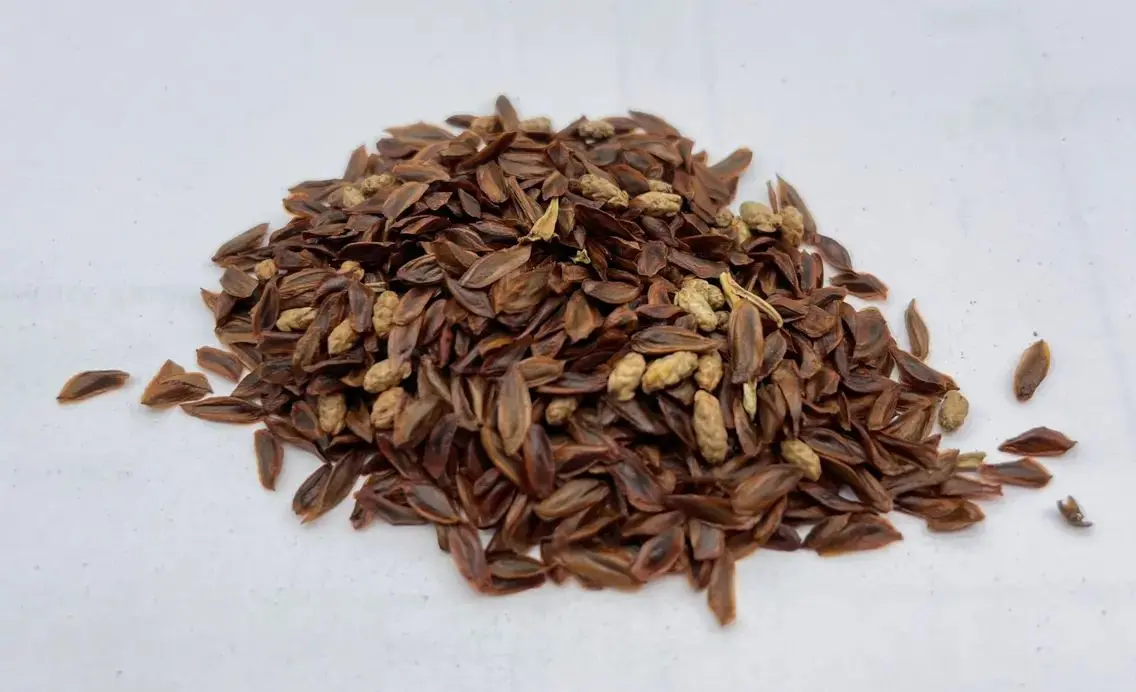 Japanese Cedar Tree Seeds