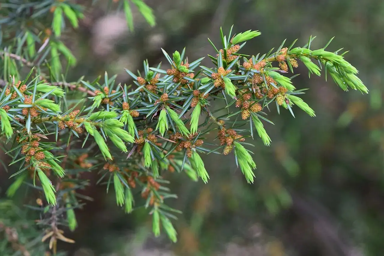 Common Juniper Seeds - Image 2