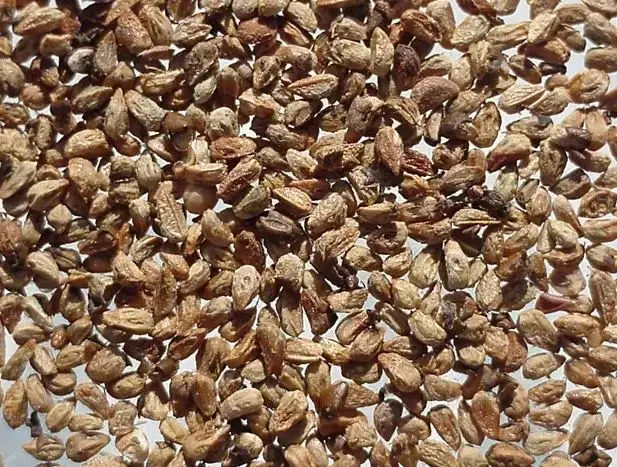 Juniperus communis - Juniper Seeds