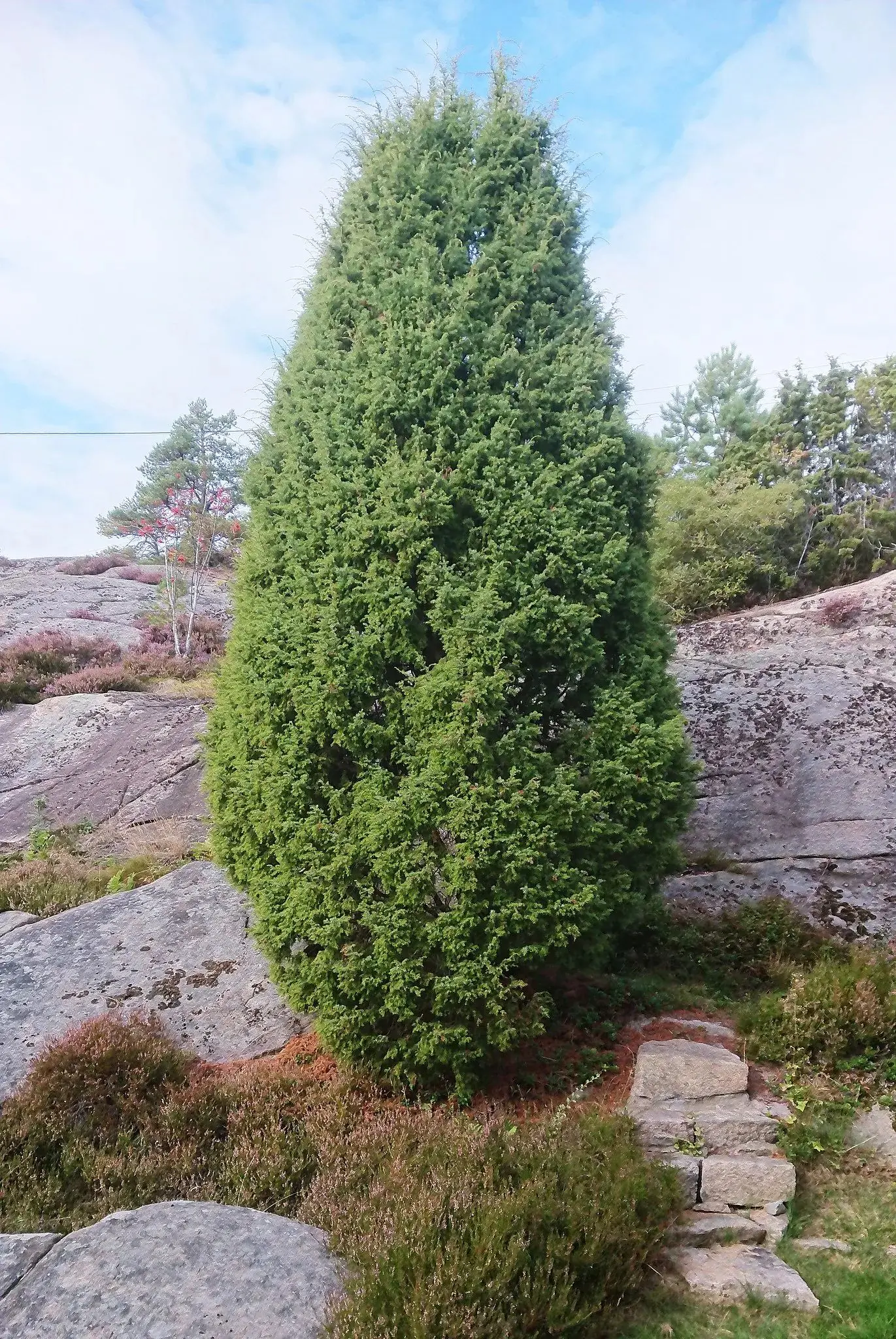 Common Juniper Seeds - Image 3