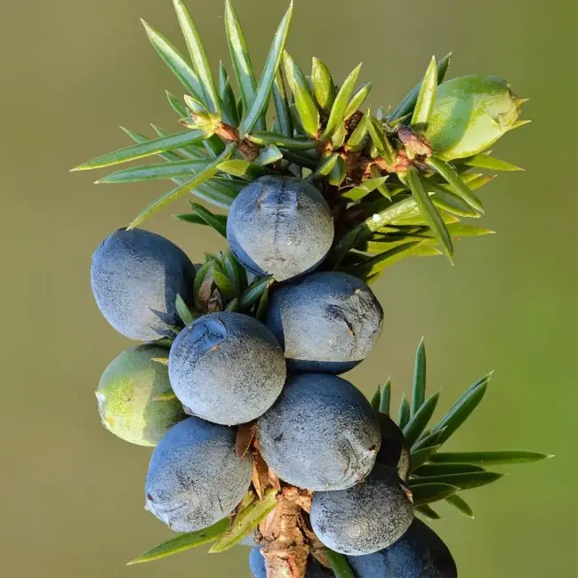 Common Juniper Seeds