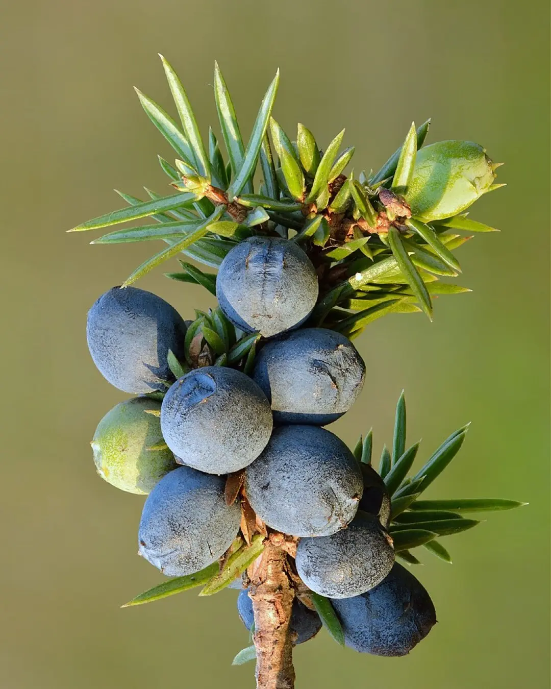 Common Juniper Seeds