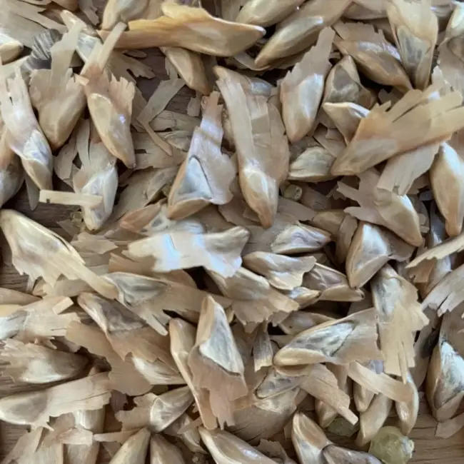 Yunnan You Shan Seeds - Image 5
