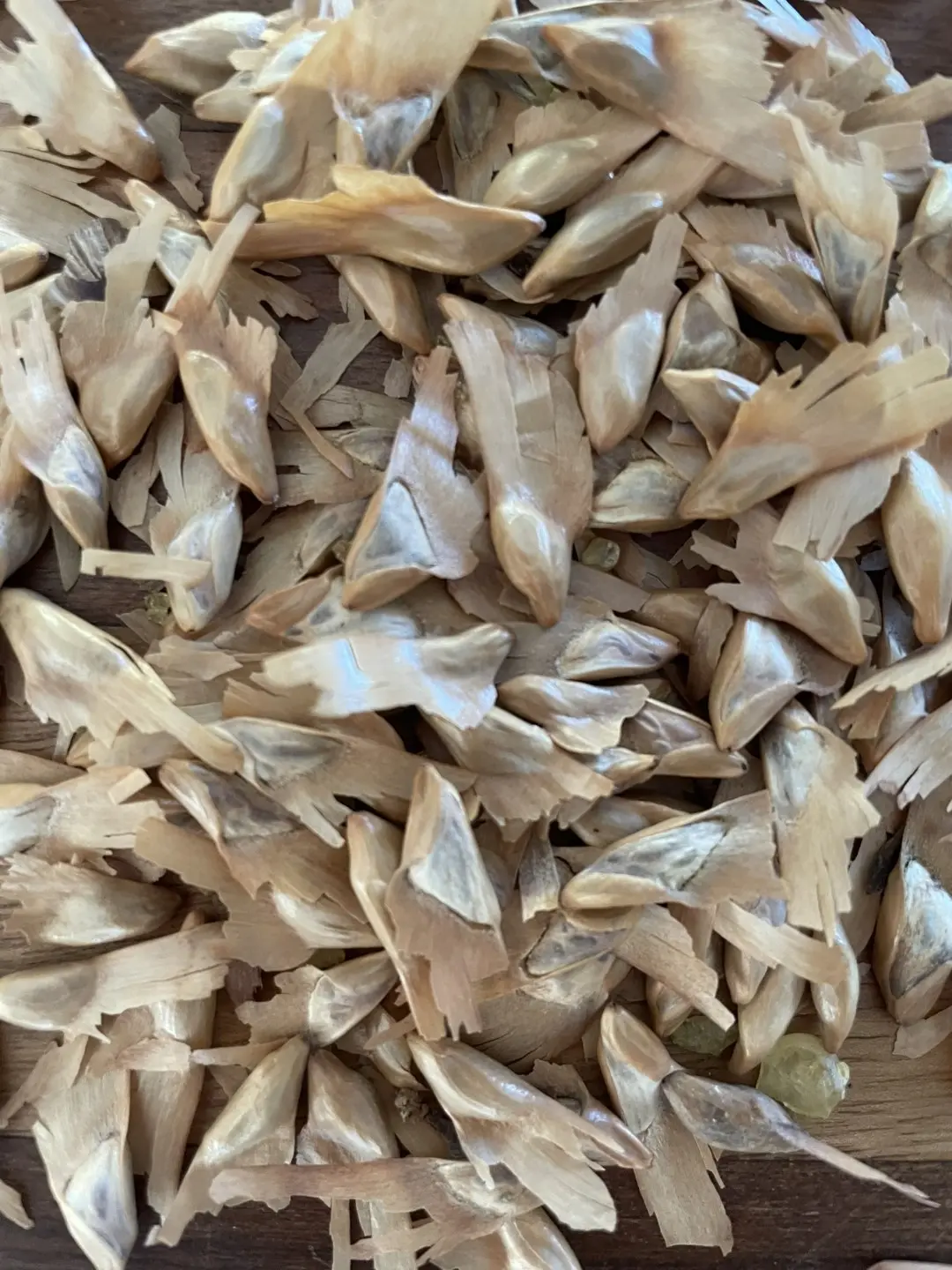 Yunnan You Shan Seeds - Image 5