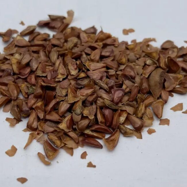 Korean Fir Seeds