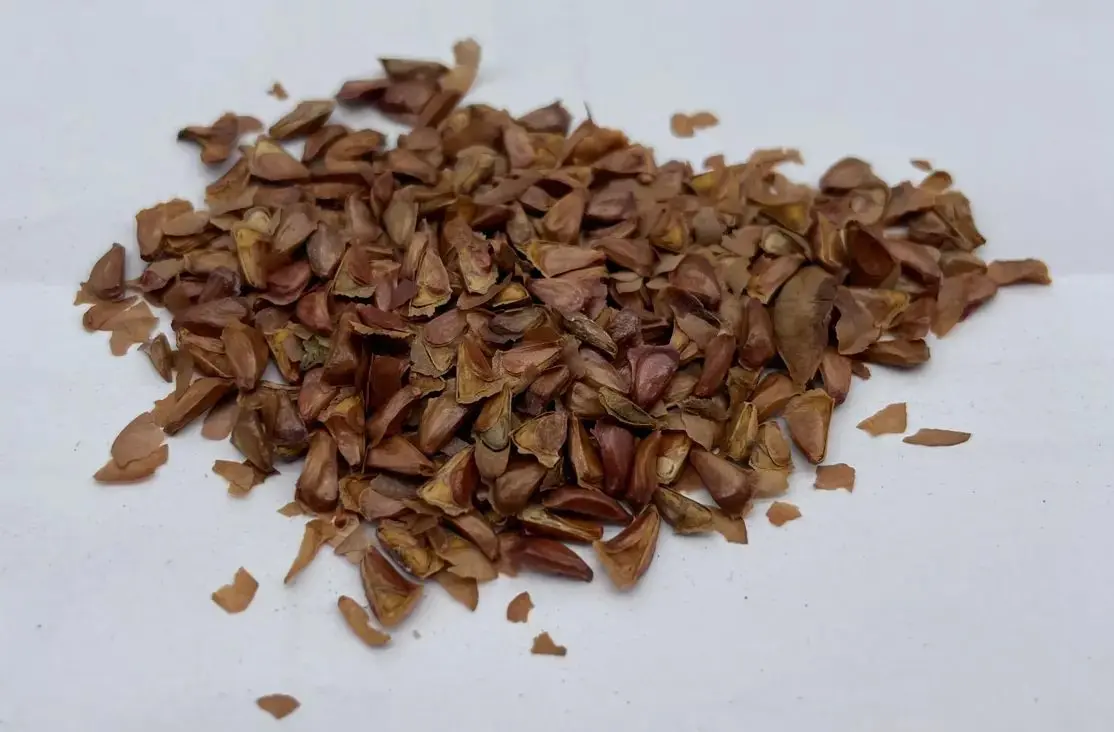 Korean Fir Seeds