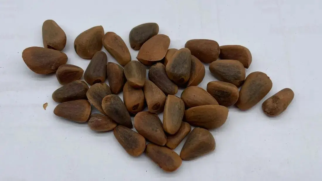 Korean Pine Tree Seeds