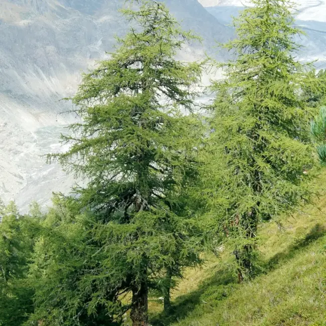 European Larch Seeds - Image 5