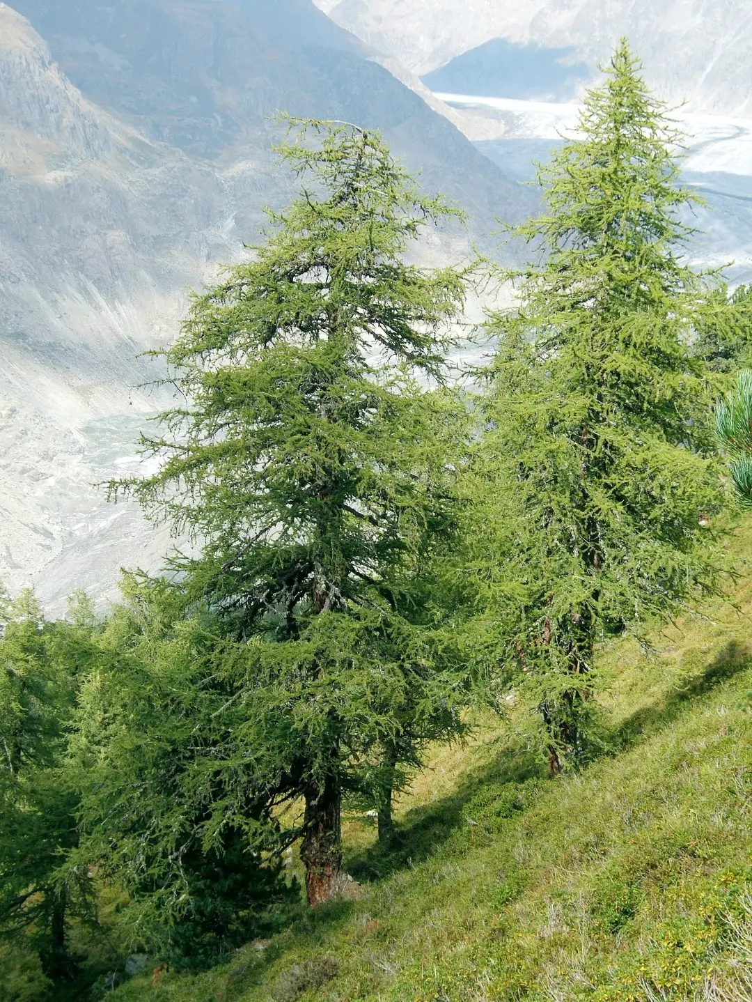 European Larch Seeds - Image 5