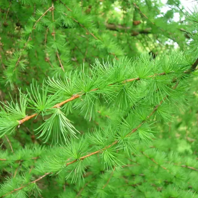 European Larch Seeds - Image 2