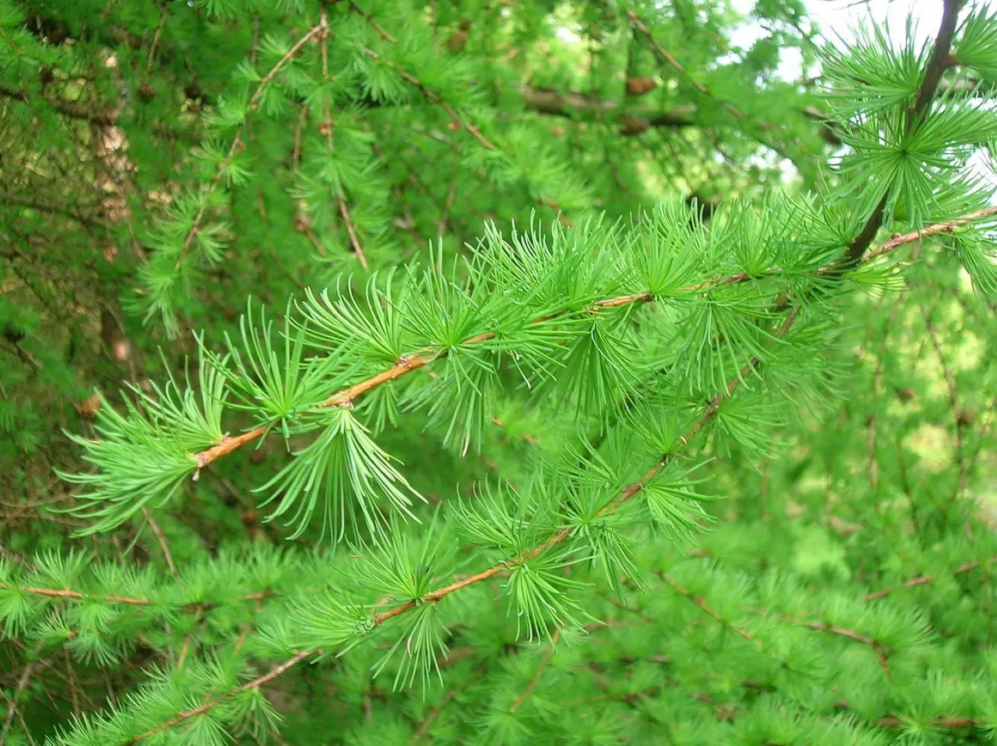 European Larch Seeds - Image 2