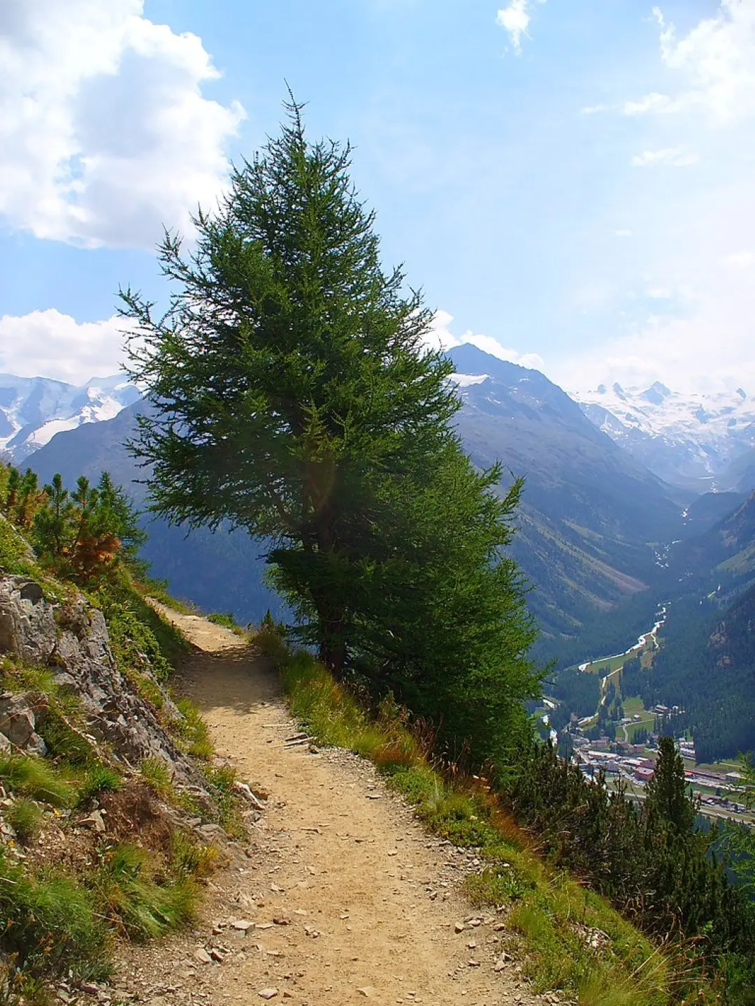 European Larch Seeds - Image 3