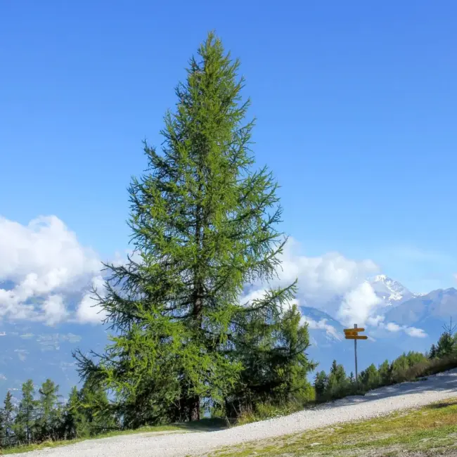 European Larch Seeds - Image 4