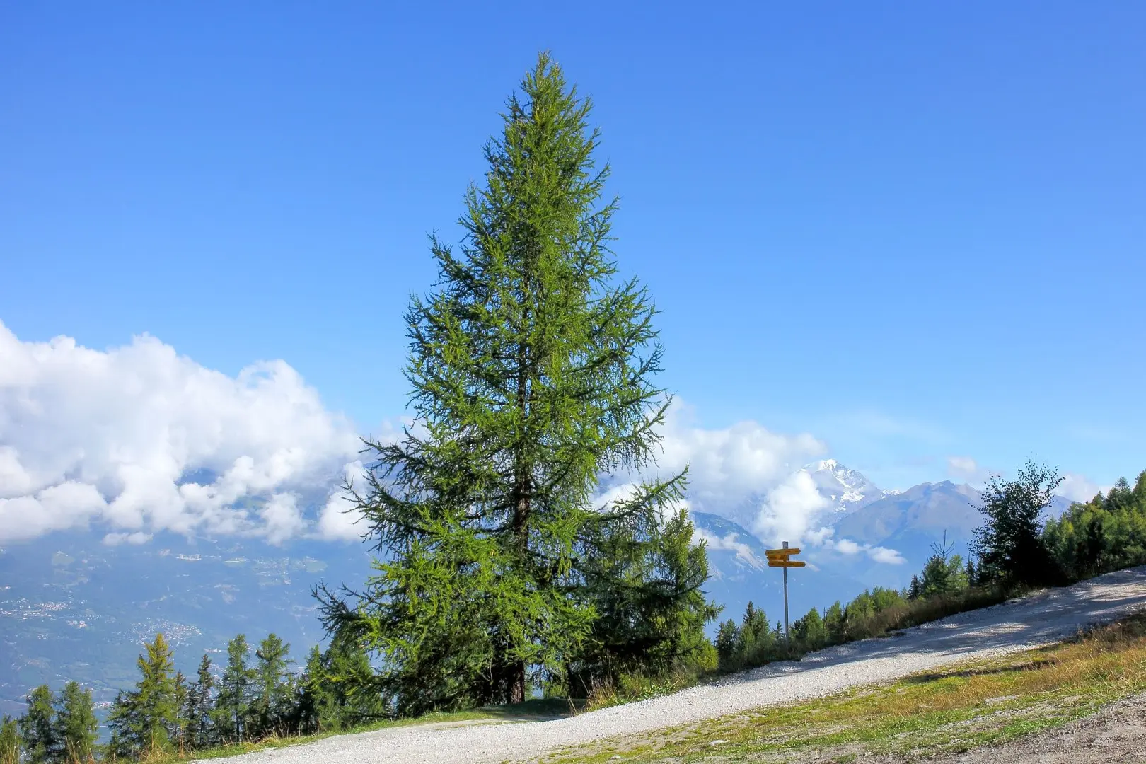 European Larch Seeds - Image 4